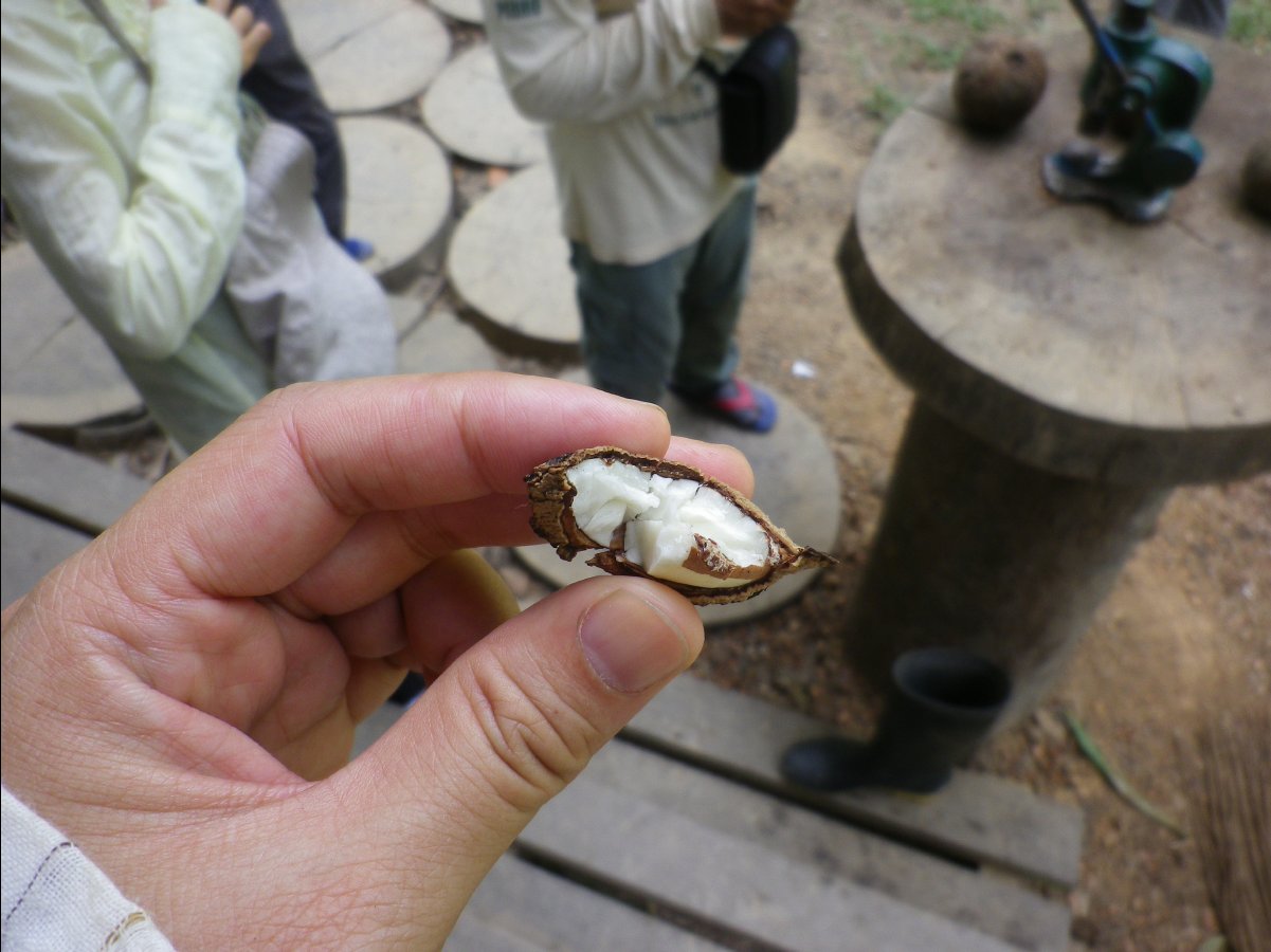 Brazilian Nuts07